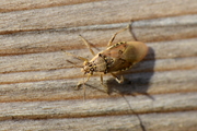 Liorhyssus hyalinus