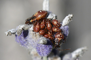 Liorhyssus hyalinus