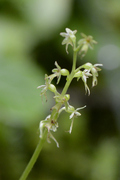 Listera cordata