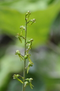 Listera ovata