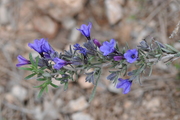 Lithodora fruticosa