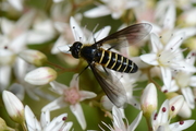 Lomatia lateralis