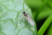 Lonchoptera