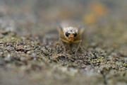 Lonchoptera