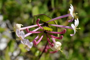 Lonicera implexa