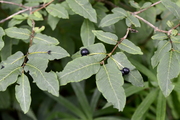 Lonicera nigra