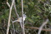 Lophophanes cristatus