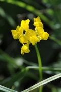 Lotus corniculatus