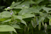 Lunaria rediviva