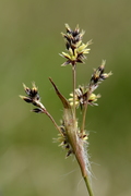 Luzula campestris