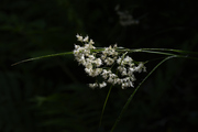 Luzula luzuloides