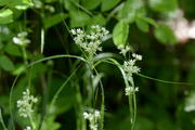 Luzula luzuloides