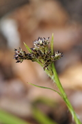 Luzula sylvatica