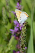 Lycaena dispar