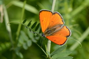 Lycaena dispar