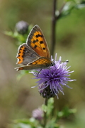 Lycaena phlaeas