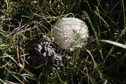 Lycoperdon marginatum