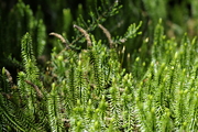 Lycopodiales