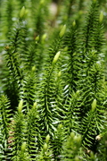 Lycopodium annotinum