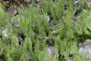 Lycopodium annotinum