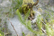 Lycopodium annotinum