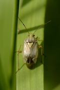 Lygus rugulipennis