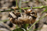 Lyristes plebejus