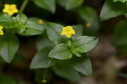 Lysimachia nemorum