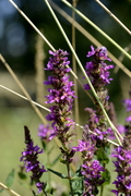 Lythrum salicaria