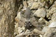 Macroglossum stellatarum