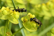Macrophya montana