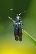 Malachius bipustulatus