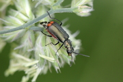 Malachius bipustulatus