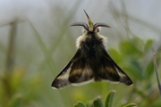 Malacosoma alpicolum