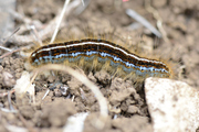 Malacosoma