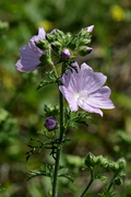 Malva moschata