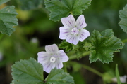 Malva neglecta