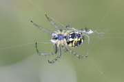 Mangora acalypha