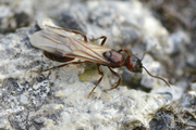 Manica rubida