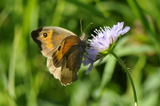 Maniola jurtina