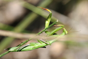 Mantis religiosa