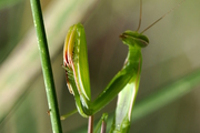 Mantis religiosa