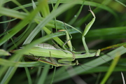 Mantis religiosa