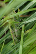 Mantis religiosa