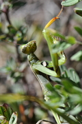 Mantis religiosa