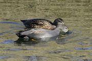 Mareca strepera