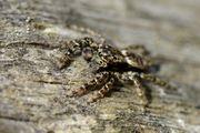 Marpissa muscosa