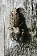 Marpissa muscosa