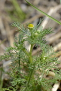 Matricaria discoidea