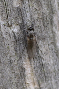 Medetera